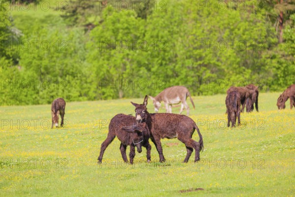 Two mixed breed donkey stallions fight