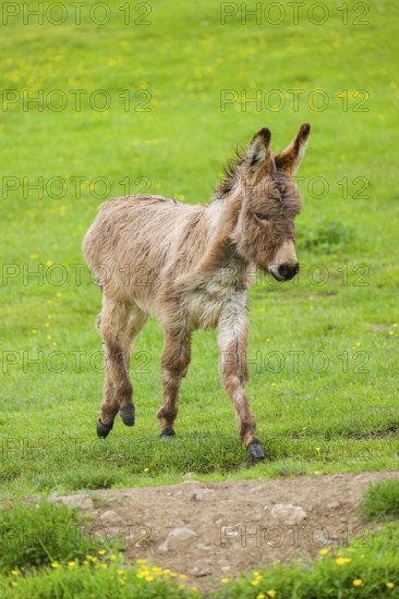 A mixed breed donkey foal runs across a green meadow