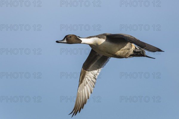 Northern Pintail, Anas acuta, male in flight over winter marshes
