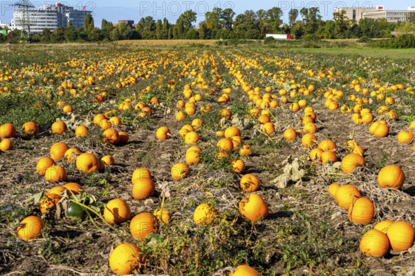 Pumpkin field, ripe pumpkins, shortly in front of harvest, near Neuss, North Rhine-Westphalia,