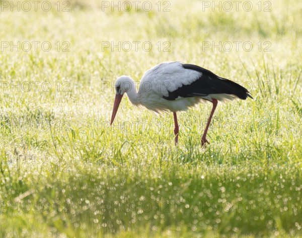 White stork (Ciconia ciconia) foraging in a meadow in the early morning, dew beads on the grass,