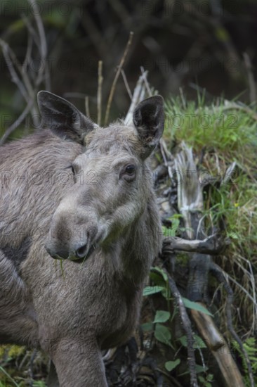 Moose (Alces alces) cow with trees and green grass around