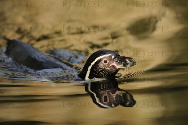 Penguin swimming in water with reflection on the surface, surrounded by a calm atmosphere, Humboldt