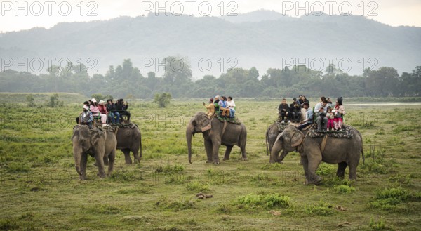 Tourists ride elephants during a safari at Kaziranga National Park on December 5, 2024 in