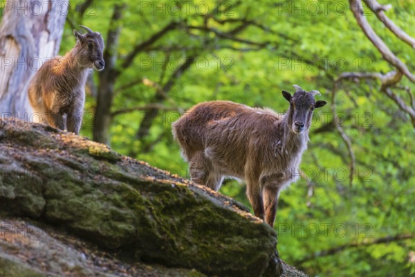 Two female Himalayan grays (Hemitragus jemlahicus) are standing on a rock in a green forest