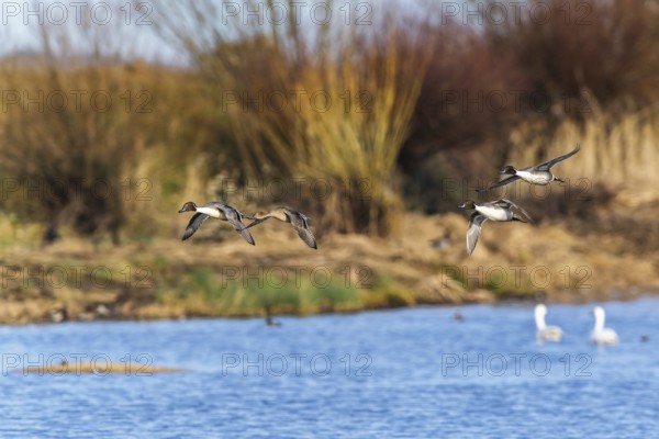 Northern Pintail, Anas acuta, birds in flight over winter marshes