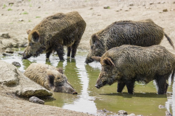 A wild boar (Sus scrofa) takes a mud bath in a small pond. Three others stand in the pond and drink