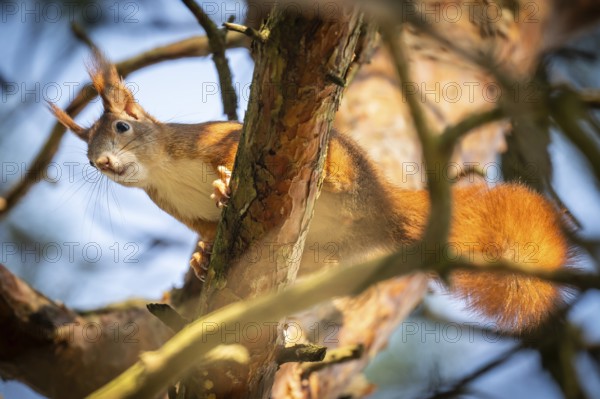 Squirrel (Sciurus vulgaris) sitting on a pine branch, Baden-Württemberg