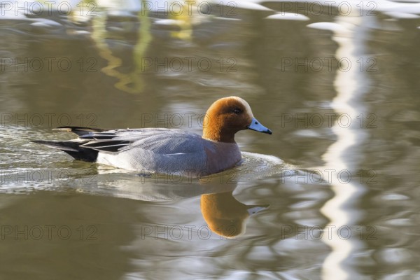 A wigeon (anas penelope), drake, swimming on a calm lake, the water reflecting its image, Hesse,