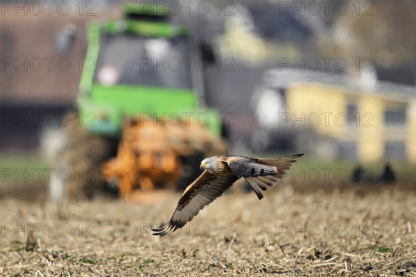 Red Kite, Red Kite, Montagu's Harrier, Montagu's Harrier (Milvus milvus), in flight over farmland,