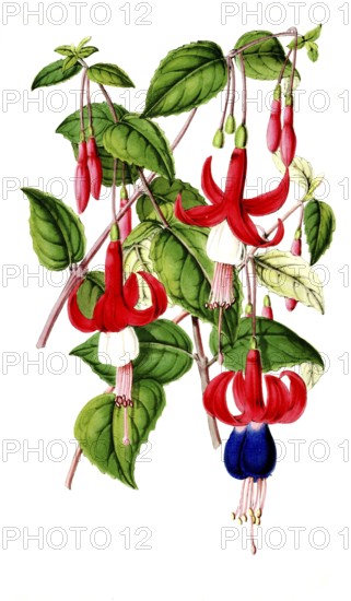Various fuchsias, Fuchsia, species-rich genus in the evening primrose family, plant and flower,