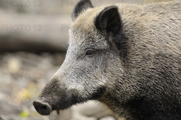 Close-up of a wild boar showing its distinctive facial features, wild boar (Sus scrofa), Hesse