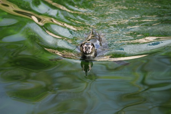 A penguin swimming on green water with movement and reflection in the surface, Humboldt Penguin