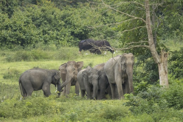 Indian elephants (Elephas maximus indicus), Khiri Khan, Hua Hin, Kui Buri National Park, Thailand,