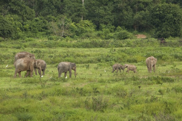 Indian elephants (Elephas maximus indicus) and gaur (Bos gaurus), Khiri Khan, Hua Hin, Kui Buri