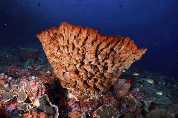 Barrel sponge, barrel sponge (Xestospongia testudinaria) in clear blue water, surrounded by diverse