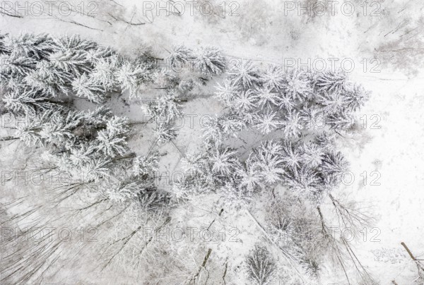 Vertical aerial view of a forest with snow-covered conifers, Central Saxony, Germany, Europe