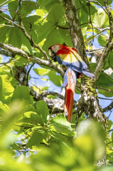 Scarlet Macaw (Ara macao) eating fruit in catappa tree (Terminalia catappa), Puntarenas province,