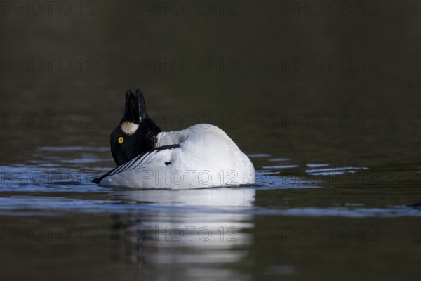 Common goldeneye (Bucephala clangula), Sweden, Europe