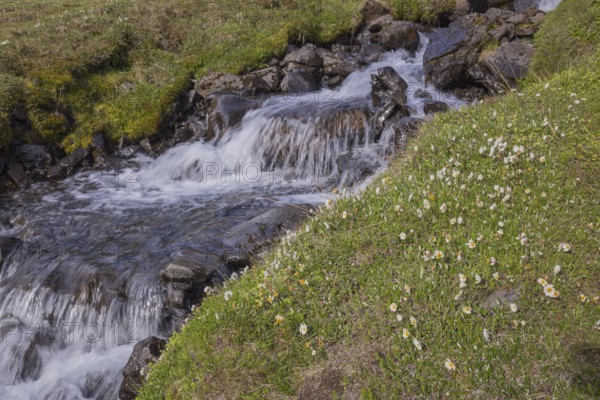 Blooming flowers below the waterfall. Hengifoss waterfall is located in Hengifossá in