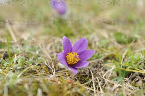 Small purple pasque flower with yellow centre in a grassy landscape, Pasque flower (Pulsatilla