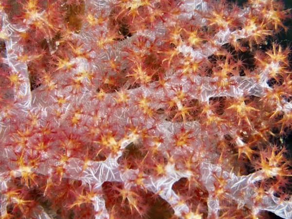 Detailed close-up of a red tree coral (Dendronephthya) with fine texture, dive site Pidada,