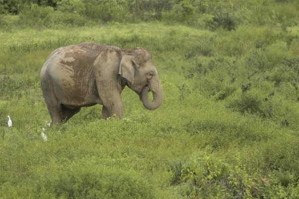 Indian elephants (Elephas maximus indicus), Khiri Khan, Hua Hin, Kui Buri National Park, Thailand,