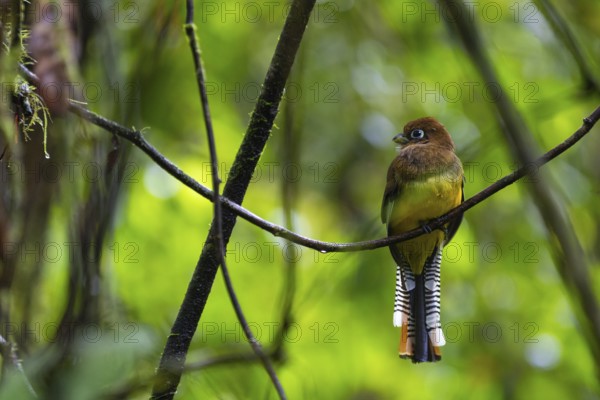 Black-throated Trogon (Trogon rufus), Trogons (Trogonidae), Sierpe, Puentarenas, Costa Rica,