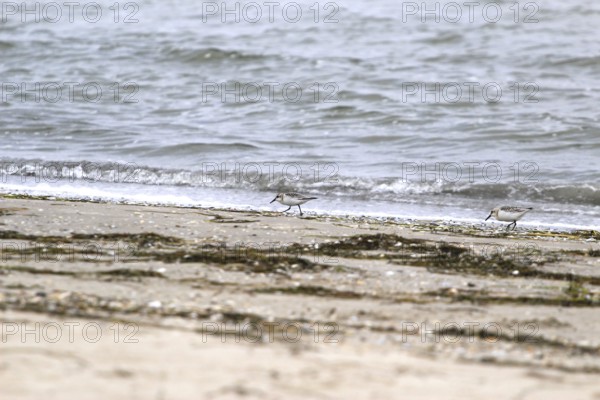 Sanderling Limikole, Usedom, September, Mecklenburg-Western Pomerania, Germany, Europe