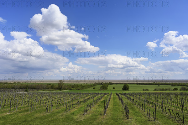 Vines, Fertorákos, Lake Neusiedl, Hungary, Europe