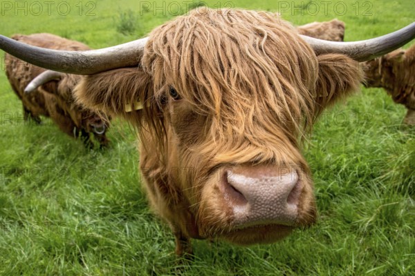 Highland cattle, Highland Cattle or Kyloe (Bos primigenius f. taurus), cow, shaggy coat covers
