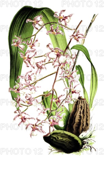 Oncidium incurvum, a species of orchid endemic to Mexico, plant and flower, digitally reworked