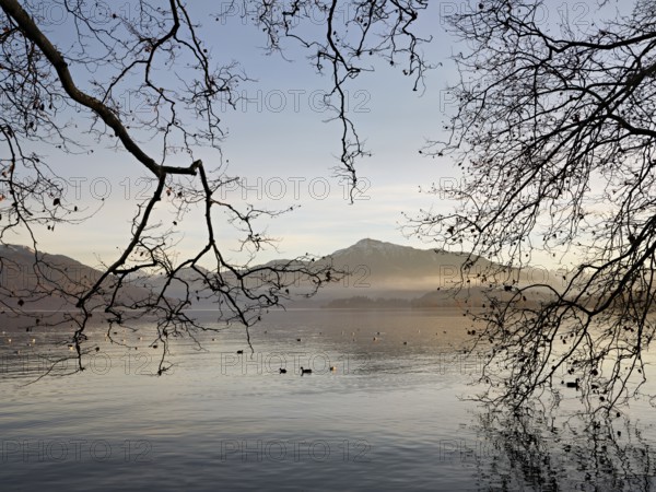 Evening mood at Lake Zug with a tree in the foreground, the snow-covered Rigi in the background,