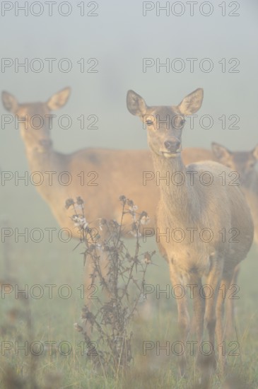 Several hinds standing in a foggy field, creating a melancholic mood, Red deer (Cervus elaphus),