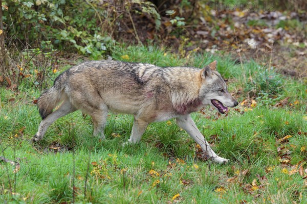 An adult male grey wolf (Canis lupus lupus) runs across a leaf covered meadow at the edge of the