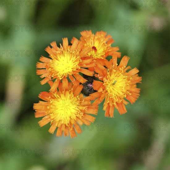 Orange hawkweed, orange-red hawkweed (Hieracium aurantiacum), flower on a rough meadow, close-up,