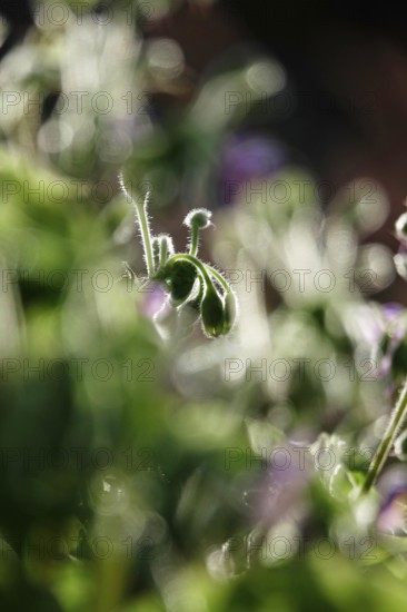 Upright widow's tear, September, Germany, Europe