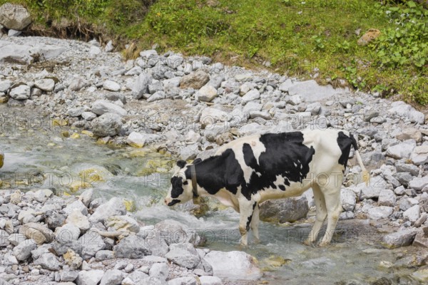 A Holstein Friesian cattle standing in a creek, drinking. Eng valley, Austria, Europe