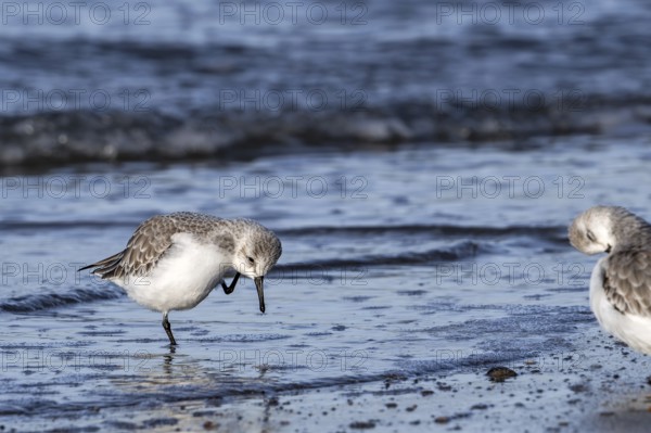 Sanderling (Calidris alba) in non-breeding plumage scratching head with leg on the beach along the
