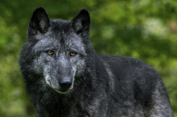 Black Northwestern wolf, Mackenzie Valley wolf, Alaskan timber wolf, Canadian timber wolf (Canis