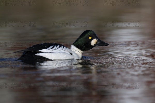 Common goldeneye (Bucephala clangula), Sweden, Europe