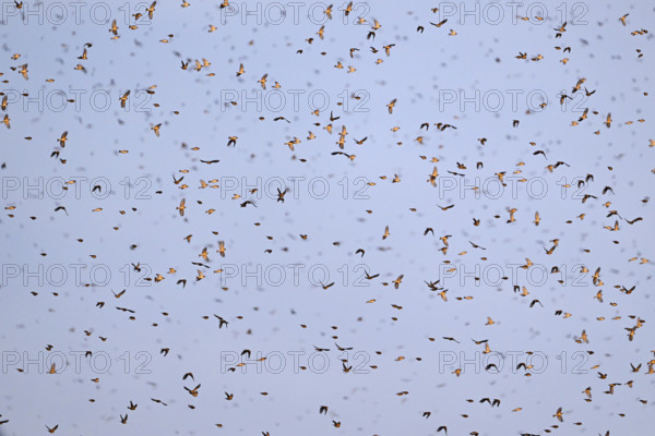 Approximately 1 million bramblings (Fringilla montifringilla), in flight over their roost at dusk,
