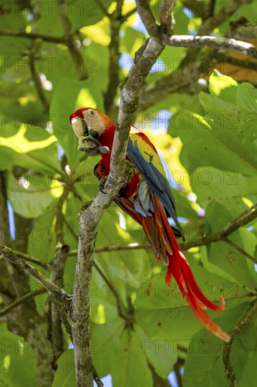 Scarlet Macaw (Ara macao) eating fruit in catappa tree (Terminalia catappa), Puntarenas province,