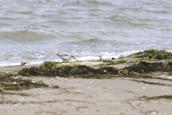 Sanderling Limikole, Usedom, September, Mecklenburg-Western Pomerania, Germany, Europe