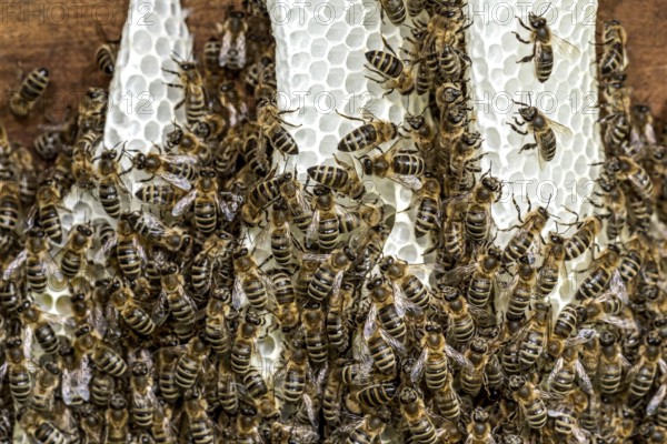 Bee colony, many bees, Western or European honey bee (Apis mellifera), wild construction of natural