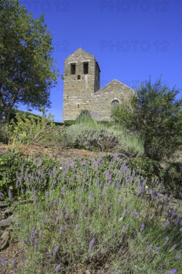 Lavender and behind it Prieuré de Serrabone, Boule-d'Amont, Département Pyrénées-Oriental, France,