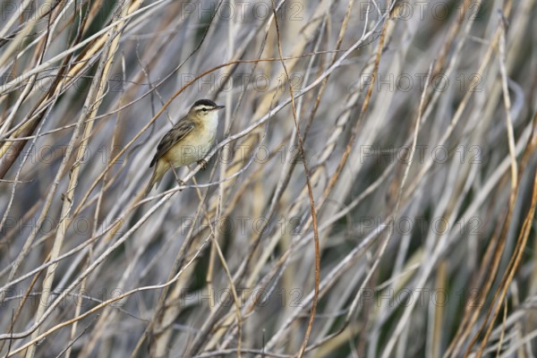 Reed warbler (Acrocephalus schoenobaenus), male standing in the reeds, Lake Neusiedl National Park,