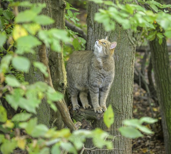 European wildcat or forest cat (Felis silvestris) in the wildcat enclosure at the Thayatal National