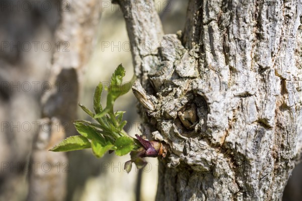 Freshly sprouted leaves on an old trunk of Sambucus nigra (Sambucus nigra), Saxony, Germany, Europe