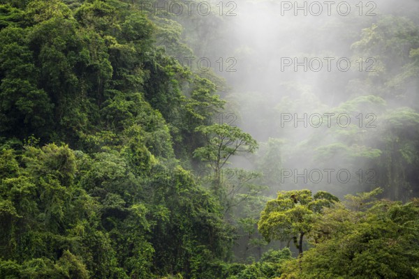 Fog drifts through the rainforest, treetops in the dense forest, mountain rainforest, Alajuela